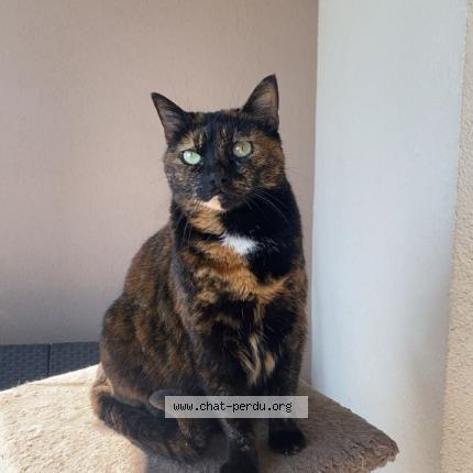 Photo 1/2 Minette Chat lost in Saint bonnet de mure