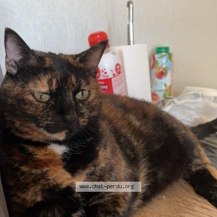 Photo 2/2 Minette Chat lost in Saint bonnet de mure