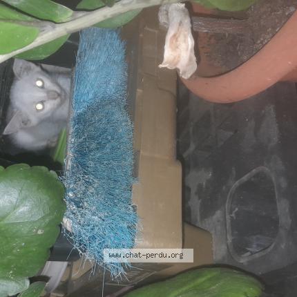 Photo 1/1 Célesta Chat lost in Lamentin