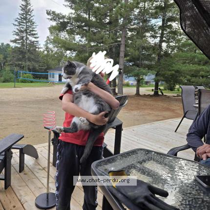 Photo 1/1 JB Chat lost in Notre dame de la merci