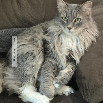 Photo 1/1 Finn Chat lost in Los angeles