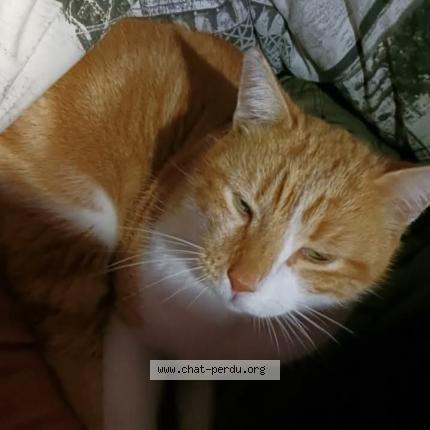 Photo 1/1 Lust Chat lost in Valras plage