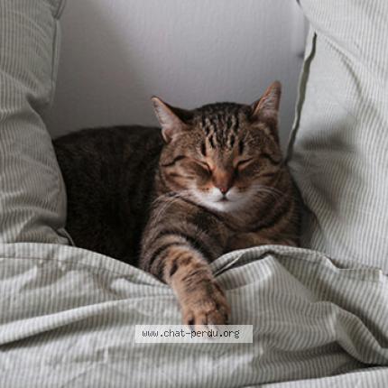 Photo 1/1 Tchoupi Chat lost in Annemasse