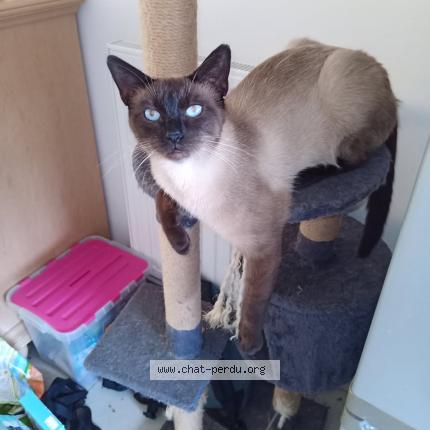 Photo 1/1 PinPin Chat lost in Douvrin
