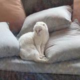 Picture of cat lost at Montelimar