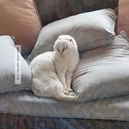 Photo 1/1 Lili Chat lost in Montelimar