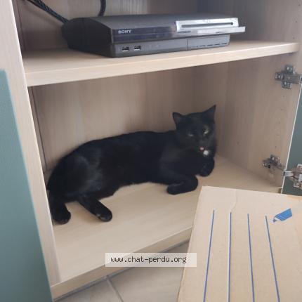 Photo 1/1 Filou Chat lost in Muret