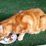 Picture of cat lost at Chabons