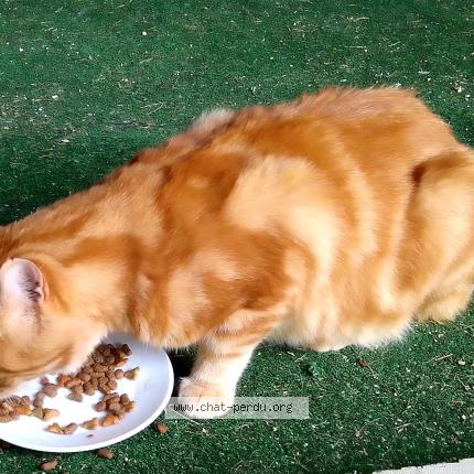 Photo 1/1 sans nom Chat lost in Chabons