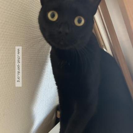 Photo 1/1 Baghera Chat lost in Viroflay