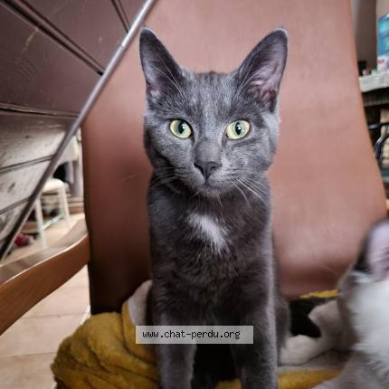 Photo 1/1 Schirt Chat lost in Tourcoing