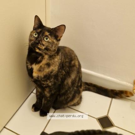 Photo 1/1 Phoebe Chat lost in Chesnay rocquencourt