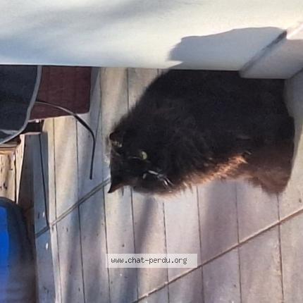 Photo 1/1 B&eacute;atrice Fischer Chat lost in Boersch