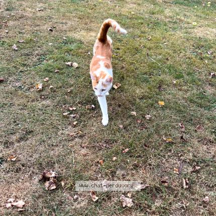 Photo 1/1 Neige Chat lost in Longvillers