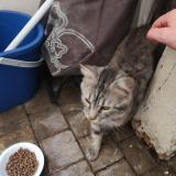 Picture of cat found at 89300 Joigny