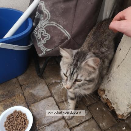Photo 1/2 Found cat Found in 89300 joigny