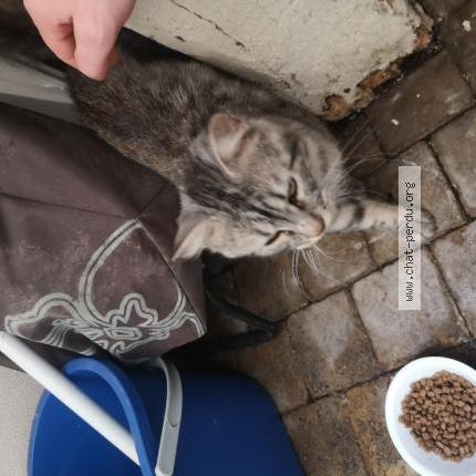 Photo 2/2 Found cat Found in 89300 joigny