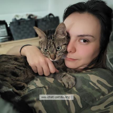 Photo 1/1 Thanos Chat lost in La chaussee saint victor