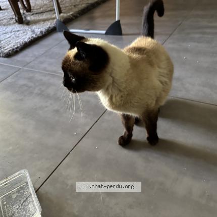 Photo 1/1 Found cat Found in Mericourt