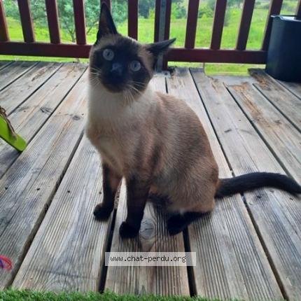 Photo 1/1 ZEBULON Chat lost in Villefranque