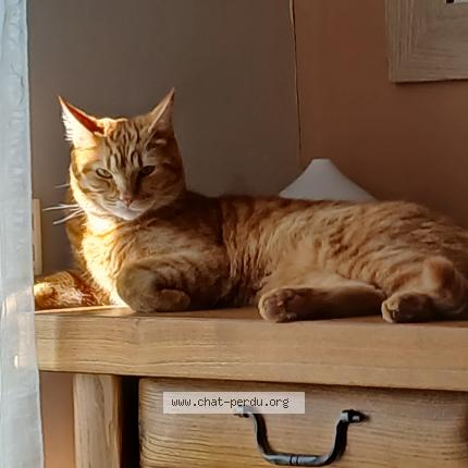 Photo 1/1 BASILE Chat lost in Joigny