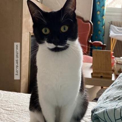 Photo 1/1 Toscane Chat lost in Compiegne