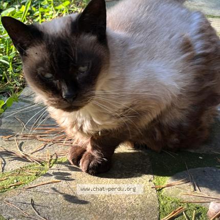Photo 1/1 Karim Ait cherif Chat lost in Fontenay aux roses