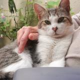 Picture of cat lost at Creil