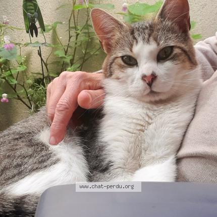 Photo 1/1 Grisouille Chat lost in Creil