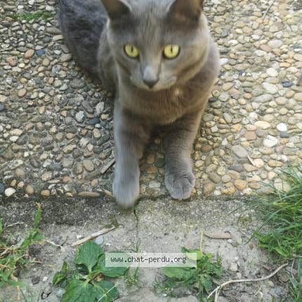 Photo 1/1 Louloute Chat lost in Charnecles