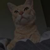 Picture of cat lost at Retournac