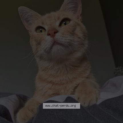 Photo 1/1 Yoshi Chat lost in Retournac