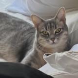 Picture of cat lost at Clichy