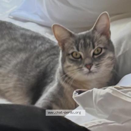 Photo 1/1 Baya Chat lost in Clichy