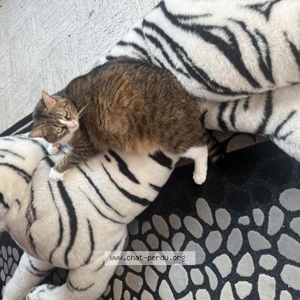 Photo 1/1 Nala Chat lost in Seyssel