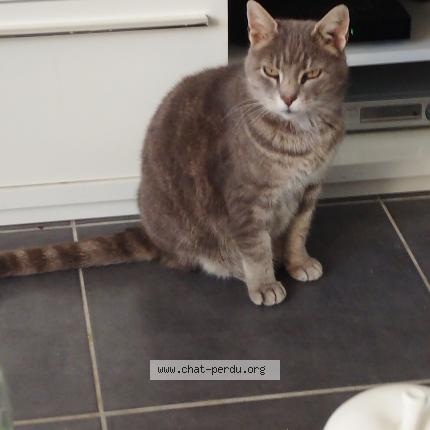 Photo 1/1 Cat reunited Lost in Chatenay