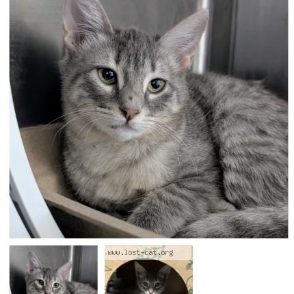 Photo 1/1 ember Chat lost in Cleveland