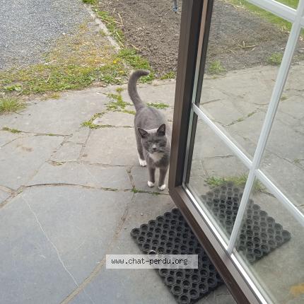 Photo 1/1 GASTON Chat lost in Orroir