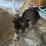 Picture of cat found at Souvigny