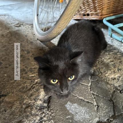 Photo 1/1 Found cat Found in Souvigny