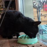 Picture of cat found at Pringy