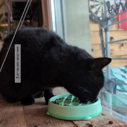 Photo 1/1 Found cat Found in Pringy