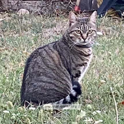 Photo 1/1 Mimie Chat lost in Saint paul cap de joux