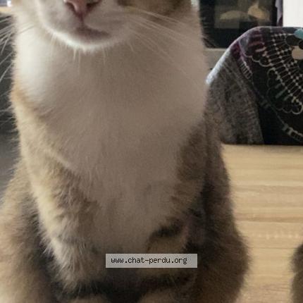 Photo 1/1 Chofchof Chat lost in Chauray