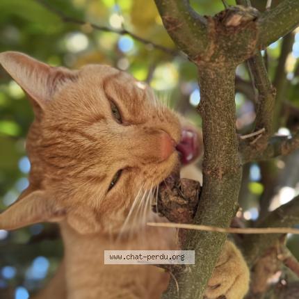 Photo 1/1 Whisky Chat lost in Franois