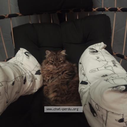 Photo 1/1 Fripon Chat lost in Sin le noble