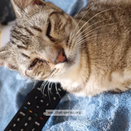 Photo 1/1 Tigrou Chat lost in Bedarieux