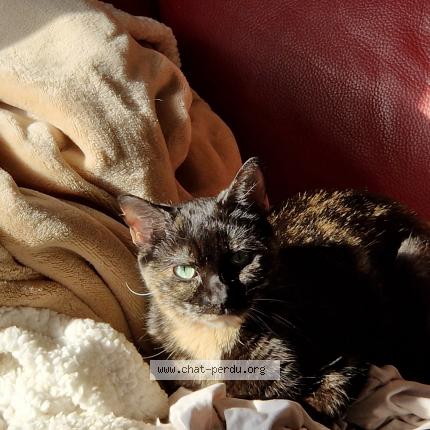 Photo 1/1 Palette Chat lost in Lavaur