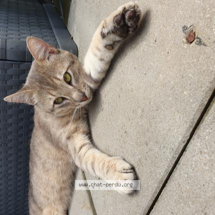 Photo 1/1 Unique Chat lost in Soufflenheim