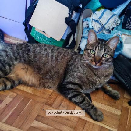 Photo 1/1 Silva Chat lost in Montigny les cormeilles